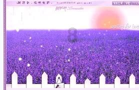 蜘蛛森林逃生